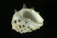 白齒岩螺藏品圖，第3張